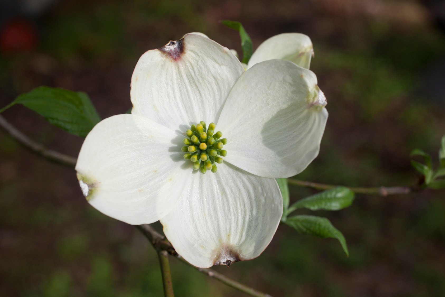 Dogwood Flower